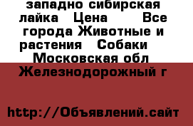 западно сибирская лайка › Цена ­ 0 - Все города Животные и растения » Собаки   . Московская обл.,Железнодорожный г.